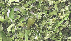 バイトゥーイ・パンダンの葉