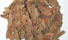 バイマカム・タマリンド葉